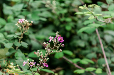 Rubus ulmifolius (Binomial name),elmleaf blackberry or thornless blackberry