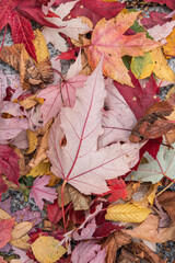Pile of Leaves