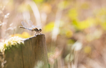 dragon fly on the tree stump in sunlight