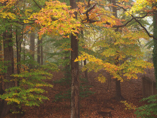 Obraz premium Fall leaves in morning mist