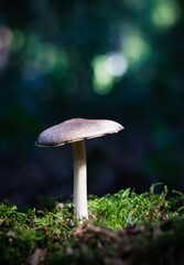 mushroom in the forest sunlight