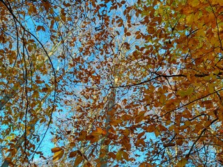 Autumn Leaves Covering Tall Tree