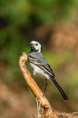 White bird wagtail sits on branch on the blurred background