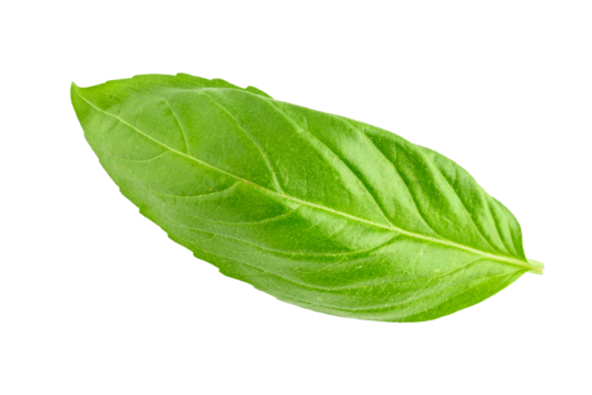 Fresh picked organic basil, isolated fragrant leaves ready for cooking
