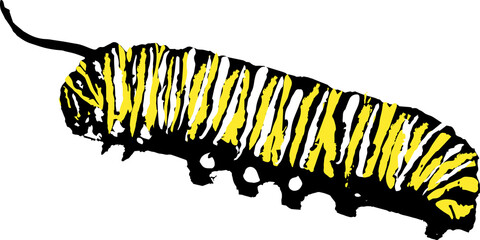 monarch chrysalis caterpillar illustration 