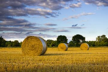 grain bales in the straw field