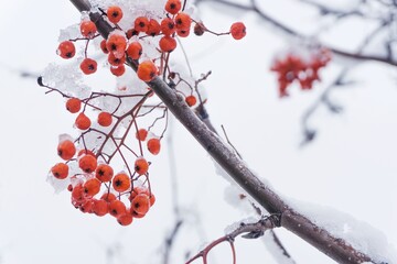 Rowan branches and rowan bushes with red berries are covered with snow