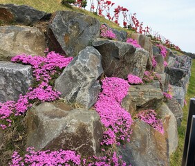 바위에 핀 철쭉