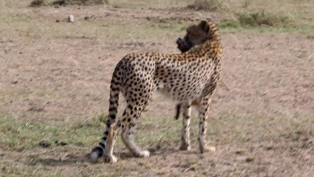 Cheetah from the Masai Mara with prey. Kenya, Africa