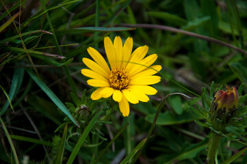 Yellow wild flower in the field