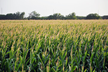 Cornfield Up Close