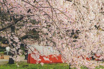 Cherry blossoms in Kyoto in the temples of Daigo Ji 10 April 2012