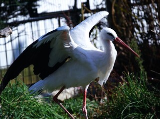 人気者のコウノトリ