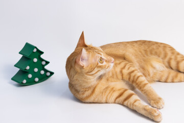 orange cat laying down in front of white background with the christmas tree