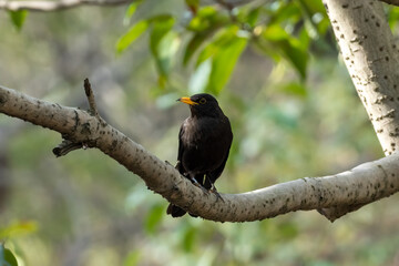 Close-up of a sitting common blackbird during spring time