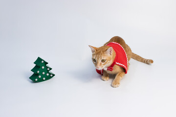 orange cat laying down on the white background floor with red suit of christmas