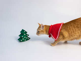 orange cat walking on the white background floor with red suit of christmas