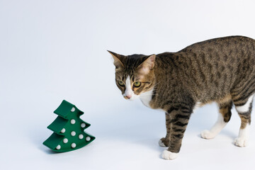 gray and white standing on the white background floor with  christmas tree