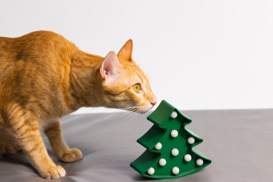 orange cat walking in front of white background with the christmas tree