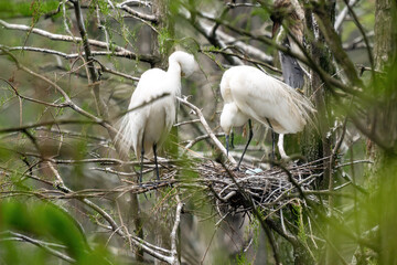Close-up of a standing little egret