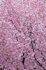 Close-up of a beautiful pink cherry flower in full blossom during spring time
