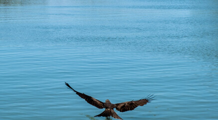 Bird in flight on the Norman River, Karumba, Queensland, Australia.