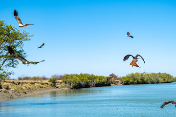 Norman River cruise with at Karumba, Queensland, Australia. Bird life are flying and swooping for food. 