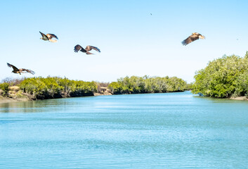 Swooping Birds on the Norman River, Karumba, Queensland, Australia. Swooping for food.