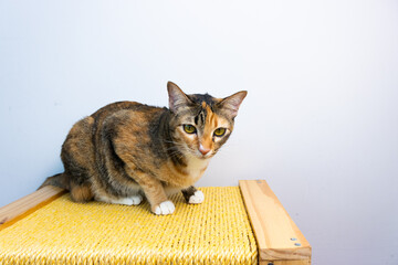 three color cat on the wooden toy laying down in fromt of the whitte background