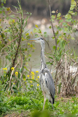 Close-up of a standing gray heron