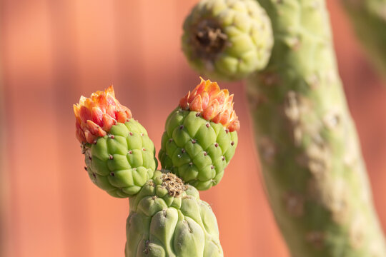 tephrocactus cactaceae
