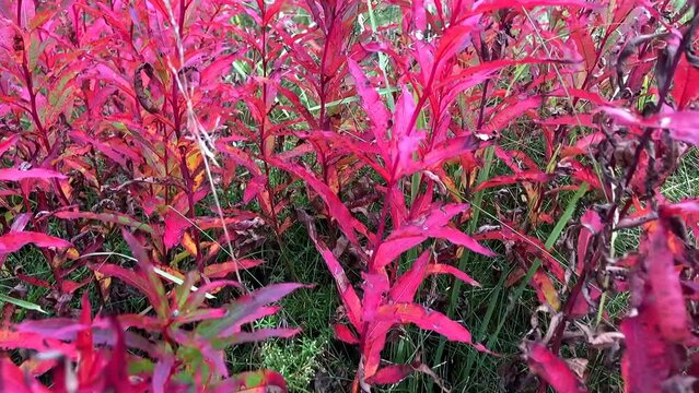 Slow motion over the scarlet leaves of fireweed wild autumn nature. Landscape of beautiful red grass ivan-tea.