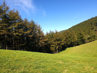 landscape with trees