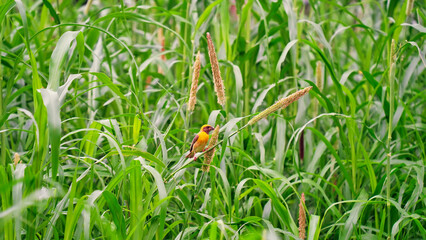 Baya bird known as Ploceus philippinus sitting in green pearl millet corn field. Baya is a weaverbird found across the Indian Subcontinent and Southeast Asia. bright warm sunrays