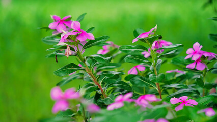 Indian Madagascar Periwinkle known as Catharanthus Roseus, Bright eyes, Cape periwinkle, Cayenne jasmine, Rose periwinkle. Pink flowers plant with green leaves. herbal and medicinal plant
