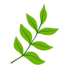 tropical leaf illustration for green design element