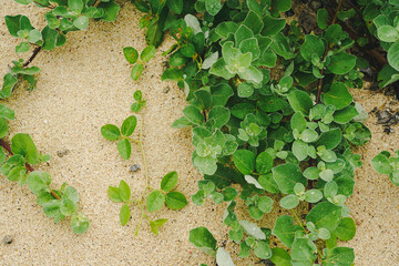 砂浜とクローバー