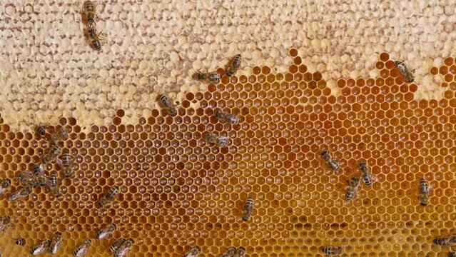 Honey frame with half-sealed honeycombs ready for honey harvesting. Some bees crawling by the wax cells. Close up.