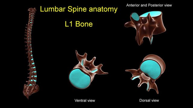 Lumbar spine L 1 bone anatomy for medical concept 3D animation