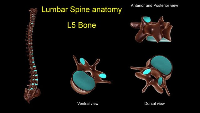 Lumbar spine L 5 bone anatomy for medical concept 3D animation
