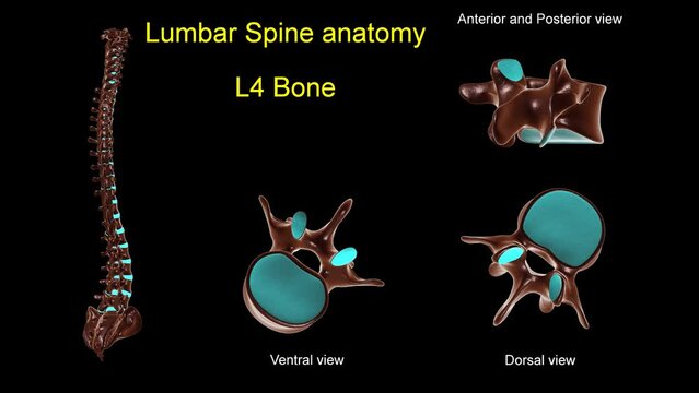Lumbar spine L 4 bone anatomy for medical concept 3D animation