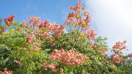 沖縄・タイワンモクゲンジのサーモンピンクの花