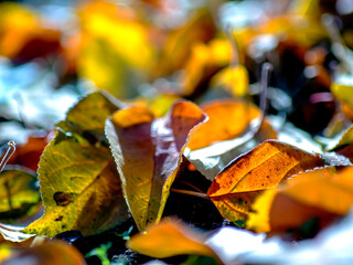 picturesque bright multicolored autumn leaves on the ground