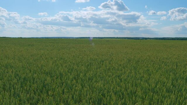 Farmer wheat field. Agriculture. Green field of early wheat at day delicate sunlight. Wide shot.