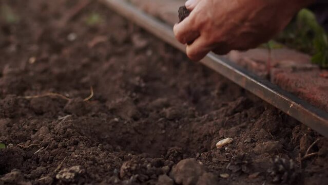 An elderly man and child are planting seedlings on the garden bed. The concept of growing vegetables in agriculture on a personal plot, vegetable garden, dacha. On a sunny day.Close up