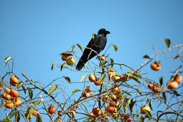 柿の木のカラス