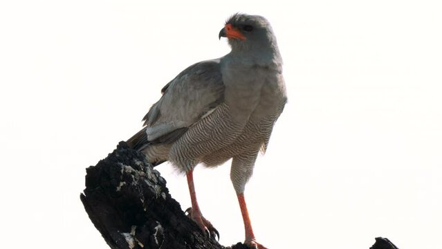 Lizard buzzard, or Kaupifalco monogrammicus,  in Kgalagadi Transfrontier Park, South Africa