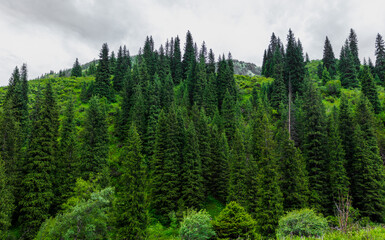 green forest in the morning