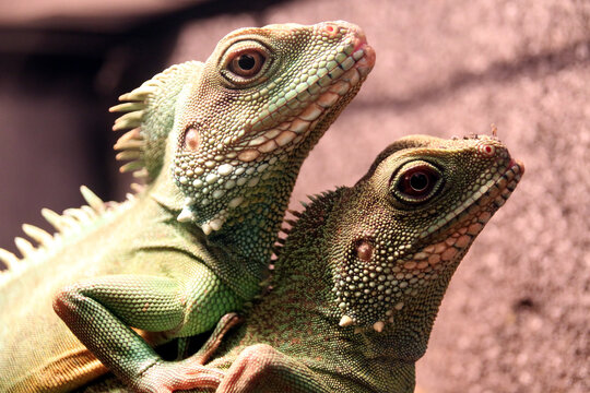Dragon d'eau vert, Physignathus cocincinus