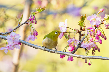 河津桜の蜜を吸うメジロ (japanese white-eye)